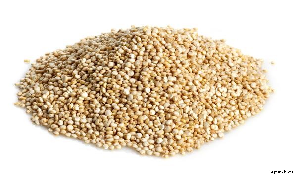Quinoa Cultivation Information Guide