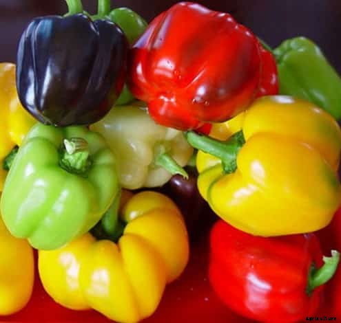 Capsicum Cultivation (Bell Pepper) Information Guide