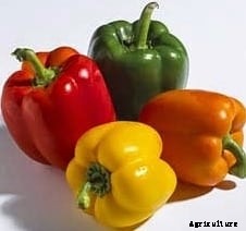 Capsicum Cultivation (Bell Pepper) Information Guide