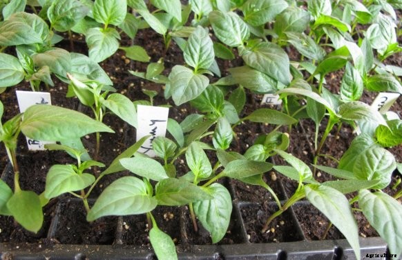 Capsicum Cultivation (Bell Pepper) Information Guide