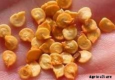 Capsicum Cultivation (Bell Pepper) Information Guide