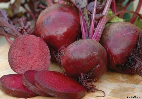 Beetroot Cultivation Information Guide