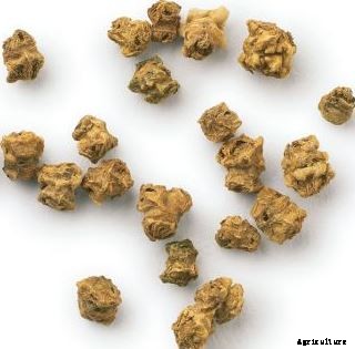 Beetroot Cultivation Information Guide