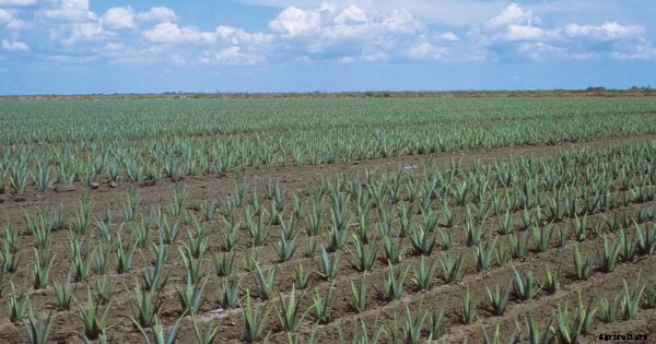 Aloe Vera Cultivation Information Guide