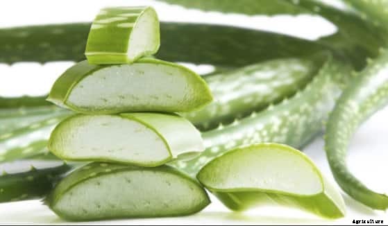 Aloe Vera Cultivation Information Guide