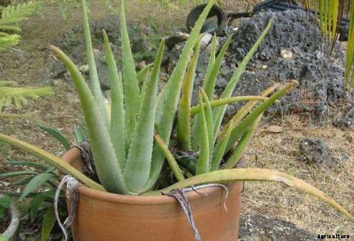 Aloe Vera Cultivation Information Guide