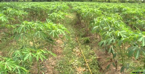 Cassava Farming Information Guide