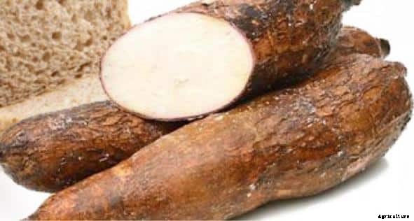 Cassava Farming Information Guide