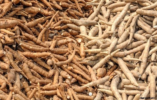 Cassava Farming Information Guide