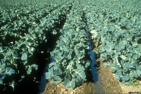 Cauliflower Cultivation Information Guide