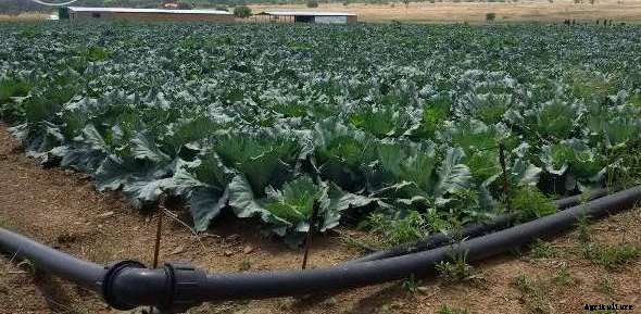 Cauliflower Cultivation Information Guide