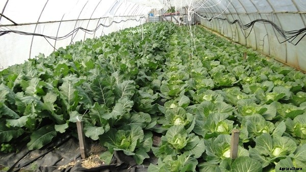 Cauliflower Cultivation Information Guide