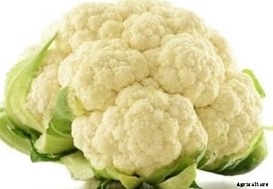 Cauliflower Cultivation Information Guide
