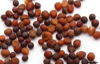 Cauliflower Cultivation Information Guide