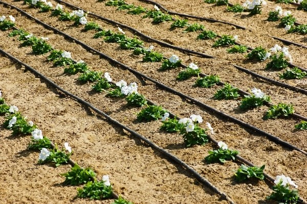 Drip Irrigation Information Guide