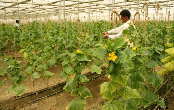 Drip Irrigation Information Guide