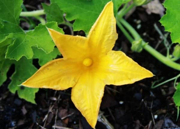 Pumpkin Cultivation Information Guide