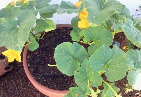 Pumpkin Cultivation Information Guide