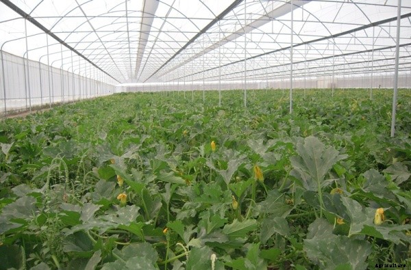 Pumpkin Cultivation Information Guide