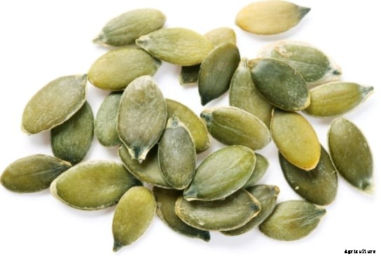 Pumpkin Cultivation Information Guide