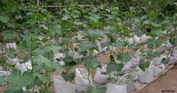 Pumpkin Cultivation Information Guide