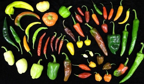 Chilli Cultivation Information Guide