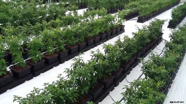 Chilli Cultivation Information Guide