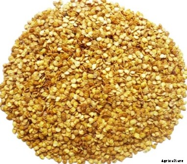 Chilli Cultivation Information Guide