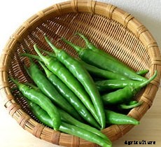 Chilli Cultivation Information Guide