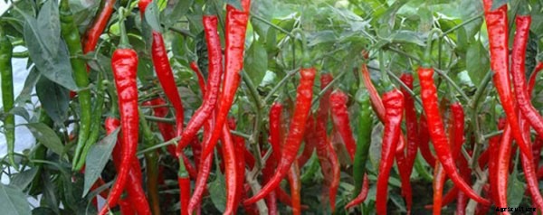 Chilli Cultivation Information Guide