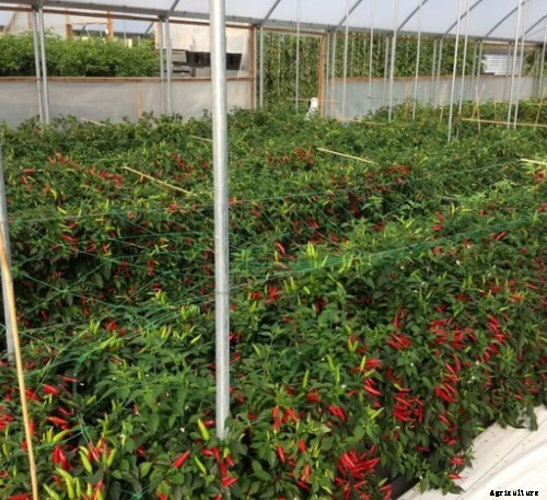 Chilli Cultivation Information Guide