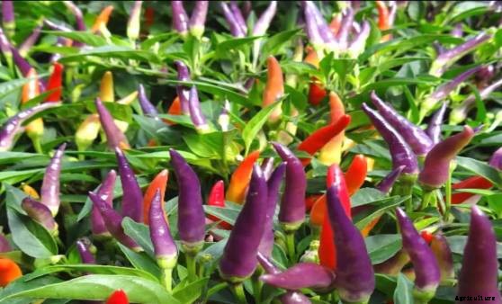 Chilli Cultivation Information Guide