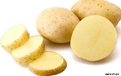 Potato Cultivation Information Guide