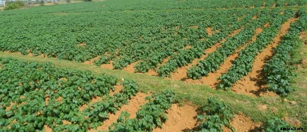 Potato Cultivation Information Guide