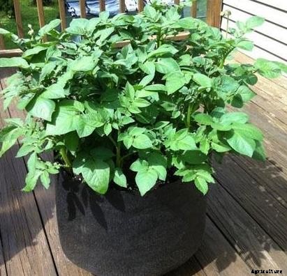 Potato Cultivation Information Guide