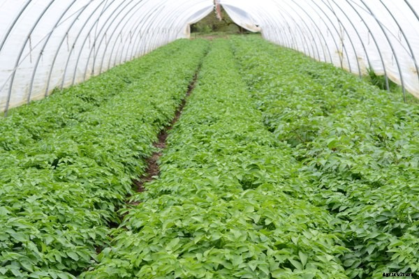 Potato Cultivation Information Guide