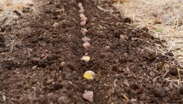 Potato Cultivation Information Guide