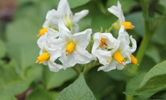 Potato Cultivation Information Guide