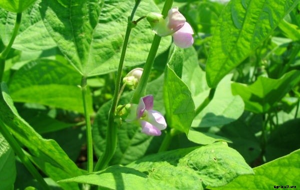 French Beans Cultivation Information