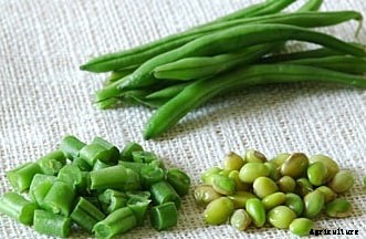French Beans Cultivation Information