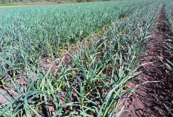 Garlic Cultivation Information Guide