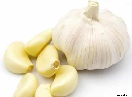 Garlic Cultivation Information Guide