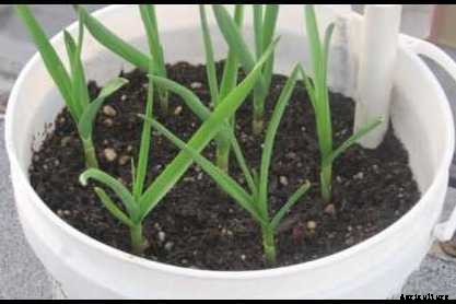 Garlic Cultivation Information Guide