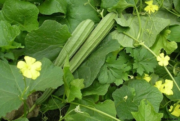 Ridge Gourd Cultivation Information Guide