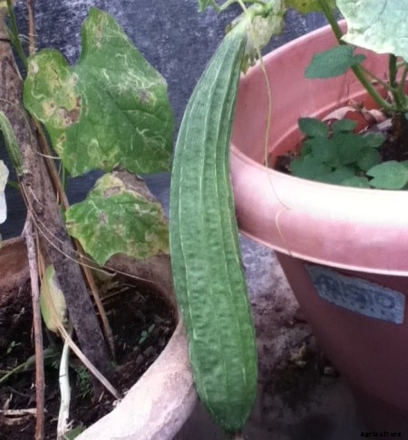 Ridge Gourd Cultivation Information Guide
