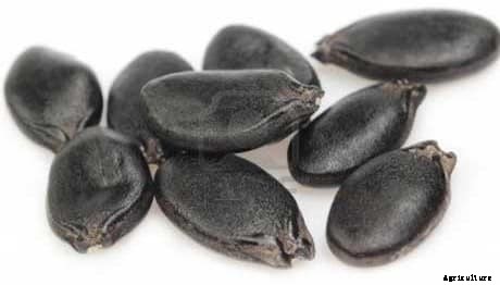 Ridge Gourd Cultivation Information Guide