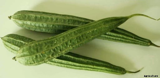 Ridge Gourd Cultivation Information Guide