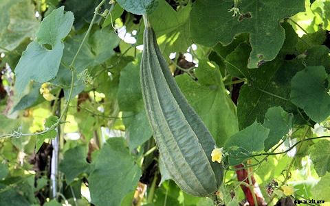 Ridge Gourd Cultivation Information Guide