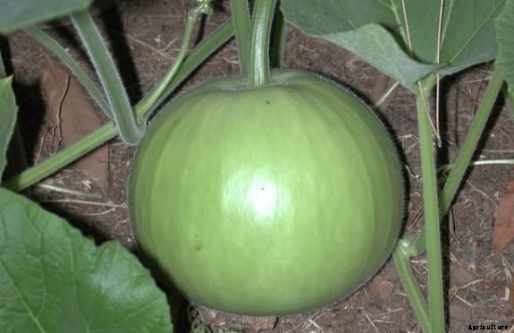 Bottle Gourd Cultivation Information Guide