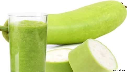 Bottle Gourd Cultivation Information Guide